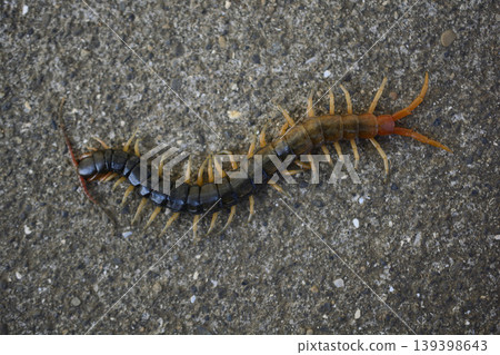 Centipedes crawling on the road 139398643