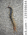 Centipedes crawling on the road 139398644