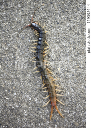 Centipedes crawling on the road 139398644