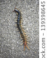 Centipedes crawling on the road 139398645
