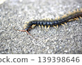 Centipedes crawling on the road 139398646
