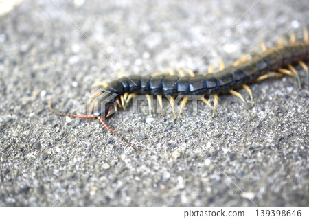 Centipedes crawling on the road Centipedes crawling on the road 139398646