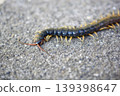 Centipedes crawling on the road 139398647