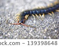 Centipedes crawling on the road 139398648