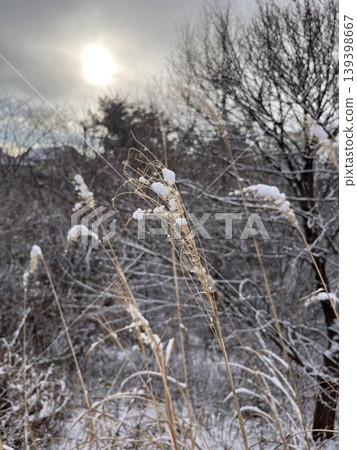 冬日景象,白雪覆蓋在蒲葦草的穗狀花序上。 冬日景象,白雪覆蓋在蒲葦草的穗狀花序上。 139398667