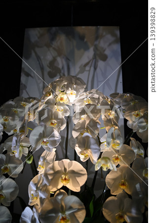 Illuminated Phalaenopsis orchids 139398829