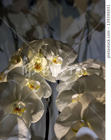Illuminated Phalaenopsis orchids 139398831