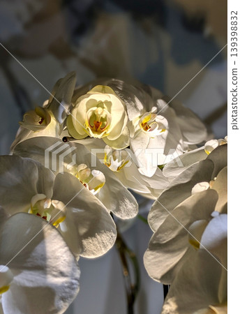 Illuminated Phalaenopsis orchids 139398832