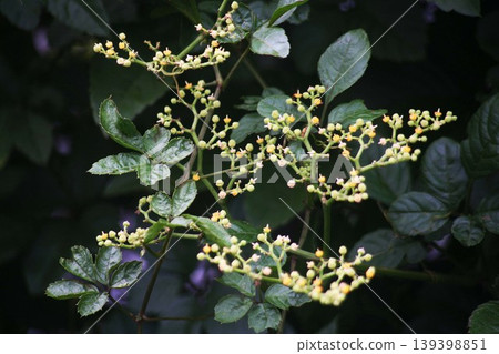 Wildflower, Cayratia japonica. Wildflower, Cayratia japonica. 139398851