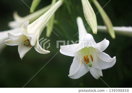 開花在雨中的百合花 開花在雨中的百合花 139398858