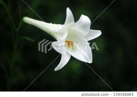 Easter lilies blooming, wet with light rain Easter lilies blooming, wet with light rain 139398865