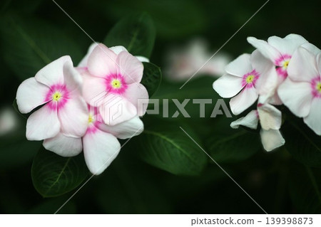 Pale pink flowers of the Japanese quince Pale pink flowers of the Japanese quince 139398873