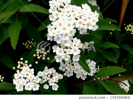 春天,繡線菊(Spiraea thunbergii)盛開著茂密的白色小花,構成了一幅美麗的景象。 春天,繡線菊(Spiraea thunbergii)盛開著茂密的白色小花,構成了一幅美麗的景象。 139398968