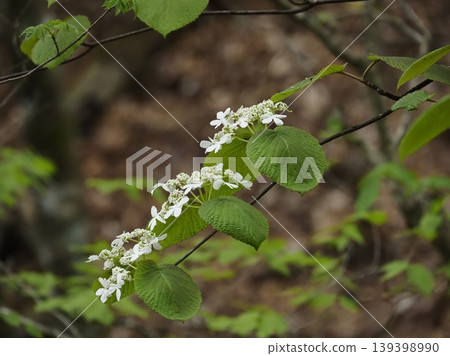 White flowers of Viburnum plicatum in the spring mountains White flowers of Viburnum plicatum in the spring mountains 139398990
