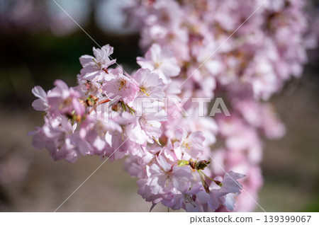 Springtime sakura with soft background. Intimate view of cherry blossoms in warm spring light Springtime sakura with soft background. Intimate view of cherry blossoms in warm spring light 139399067