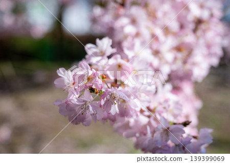Bright cherry blossom. Gentle shadows and warm ambiance create peaceful spring atmosphere Bright cherry blossom. Gentle shadows and warm ambiance create peaceful spring atmosphere 139399069