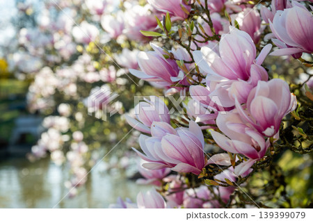 Gentle floral scene. Tranquil garden scene featuring pink magnolia blossoms and soft lighting 139399079