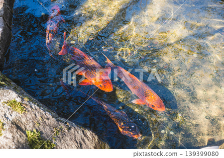 Colorful fish beneath shimmering water. Dynamic koi fish creating vibrant reflections near rocks Colorful fish beneath shimmering water. Dynamic koi fish creating vibrant reflections near rocks 139399080
