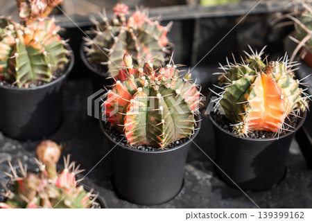 Variegated gymnocalycium moon cactus colorful ribs spines in nursery pots at a shop Variegated gymnocalycium moon cactus colorful ribs spines in nursery pots at a shop 139399162