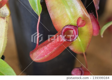 Purple Nepenthes pitcher hanging beside pot tropical carnivorous vine Closeup Purple Nepenthes pitcher hanging beside pot tropical carnivorous vine Closeup 139399164