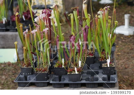 Trays of Sarracenia carnivorous plants for sale at nursery stand at market 139399170