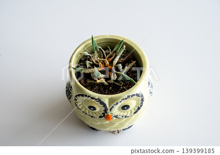 Miniature ceramic pot with withered plant receiving careful water in soft morning ambiance Miniature ceramic pot with withered plant receiving careful water in soft morning ambiance 139399185