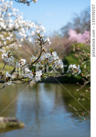 Closeup image showcasing soft petals of cherry blossoms reflected in calm water during spring Closeup image showcasing soft petals of cherry blossoms reflected in calm water during spring 139399207