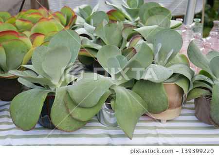 Paddle plant succulent Kalanchoe thyrsiflora potted at a market Paddle plant succulent Kalanchoe thyrsiflora potted at a market 139399220