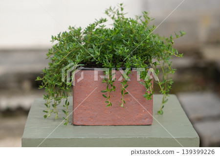 Trailing green houseplant cascading from rustic rectangular brick planter outdoors Thym Trailing green houseplant cascading from rustic rectangular brick planter outdoors Thym 139399226