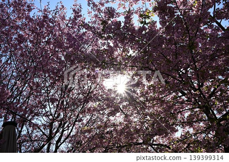 Blue sky and cherry blossoms (Somei Yoshino) in full bloom - spring background image with copy space. Blue sky and cherry blossoms (Somei Yoshino) in full bloom - spring background image with copy space. 139399314