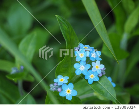 勿忘草屬 勿忘草屬 139399324