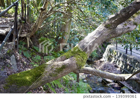 生苔樹的樹幹 生苔樹的樹幹 139399361