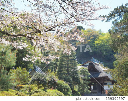 神奈川縣:建長寺的櫻花和鐘樓,四月 神奈川縣:建長寺的櫻花和鐘樓,四月 139399397