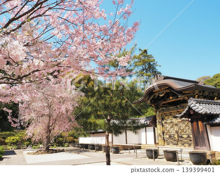Kanagawa Prefecture, Kencho-ji Temple, Karamon Gate and cherry blossoms in full bloom, April Kanagawa Prefecture, Kencho-ji Temple, Karamon Gate and cherry blossoms in full bloom, April 139399401
