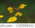 A fritillary butterfly sipping nectar from a chamomile flower, viewed from the front. 139399412