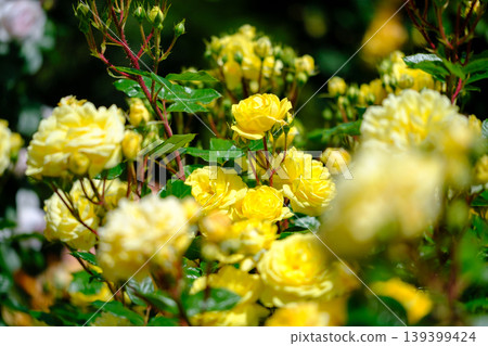 Yellow Rose Flower Yellow Rose Flower 139399424