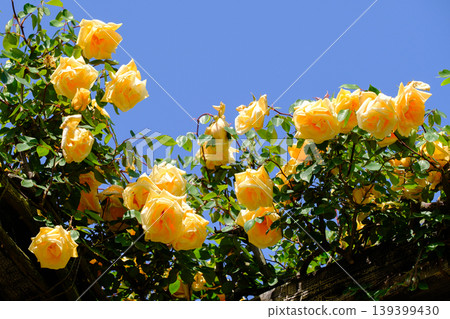 Yellow rose Yellow rose 139399430