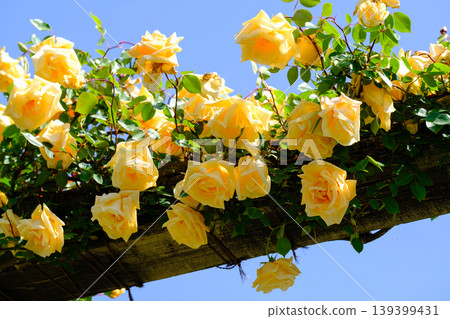 Yellow rose Yellow rose 139399431