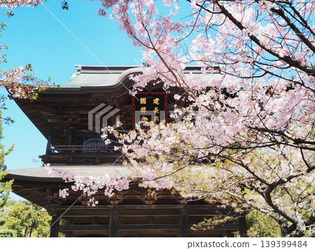 神奈川縣:四月大涼櫻和建長寺的三門 神奈川縣:四月大涼櫻和建長寺的三門 139399484