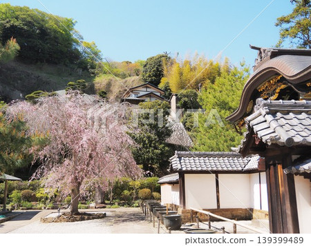 神奈川縣建長寺唐門與垂櫻，四月 139399489