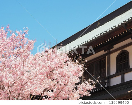 Kanagawa Prefecture, Kencho-ji Temple: The main kitchen and cherry blossoms in full bloom, April. Kanagawa Prefecture, Kencho-ji Temple: The main kitchen and cherry blossoms in full bloom, April. 139399490