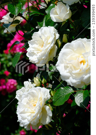White Rose White Rose 139399493