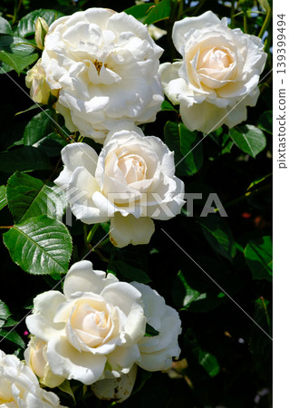 White Rose White Rose 139399494