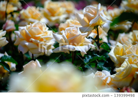 Rose of yellow Rose of yellow 139399498