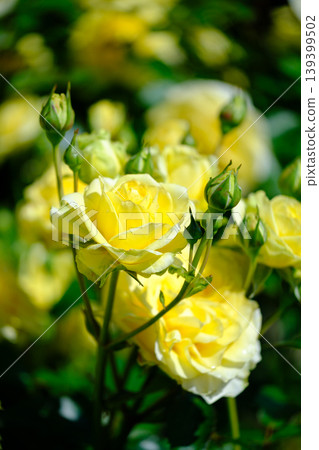 Yellow rose Yellow rose 139399502