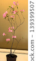 Haru Ichiban 139399507