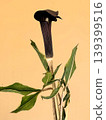 The flowers of Arisaema serratum 139399516
