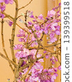 Fujimoko's flower 139399518