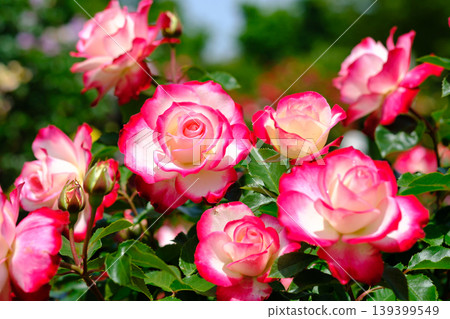 Pink roses, light red, white Pink roses, light red, white 139399549