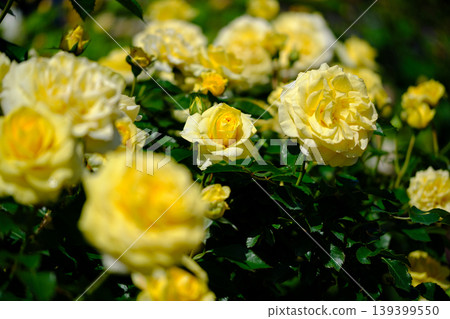 Yellow rose Yellow rose 139399550